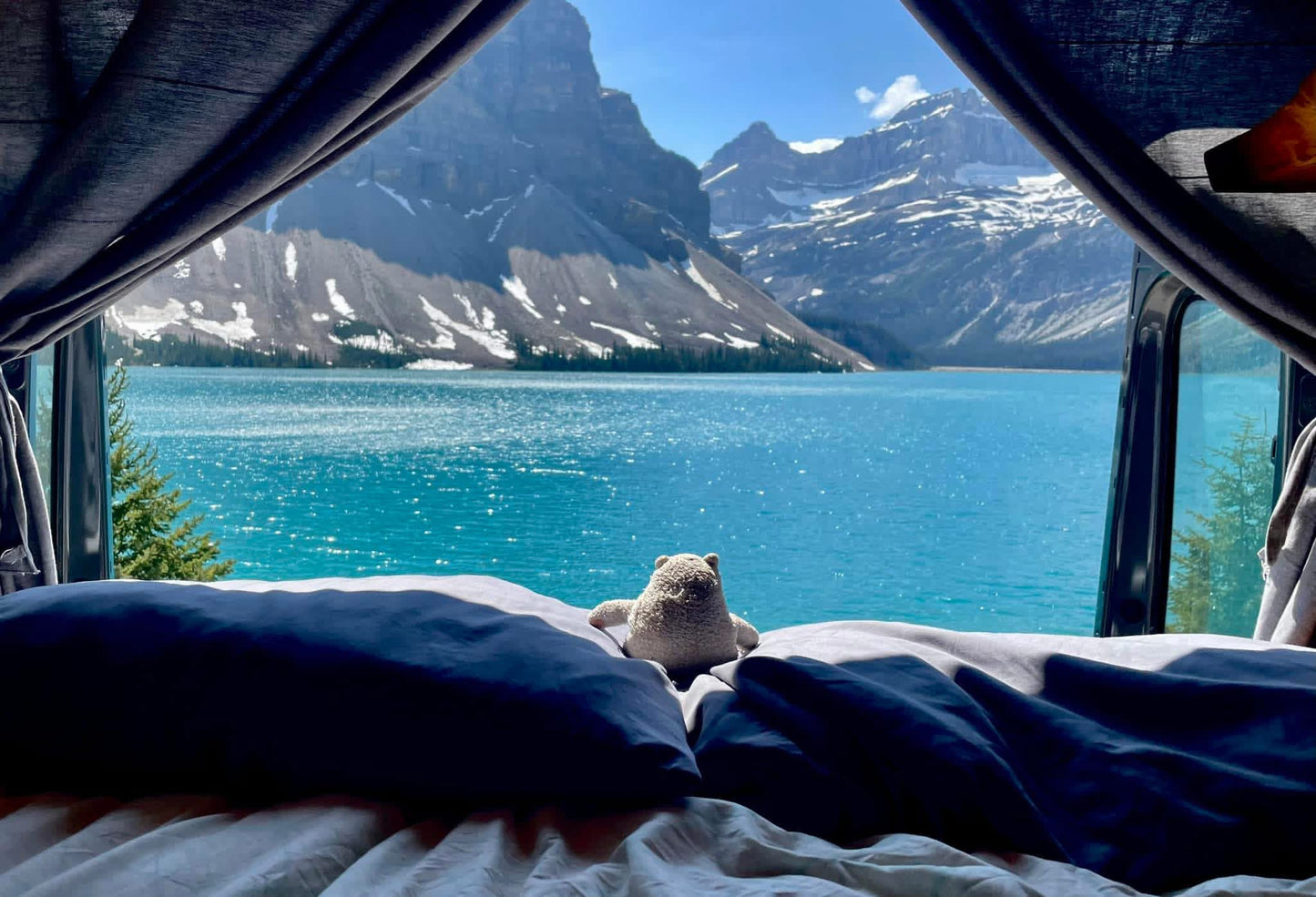 Bow Lake Bear by Sabrina Leeder