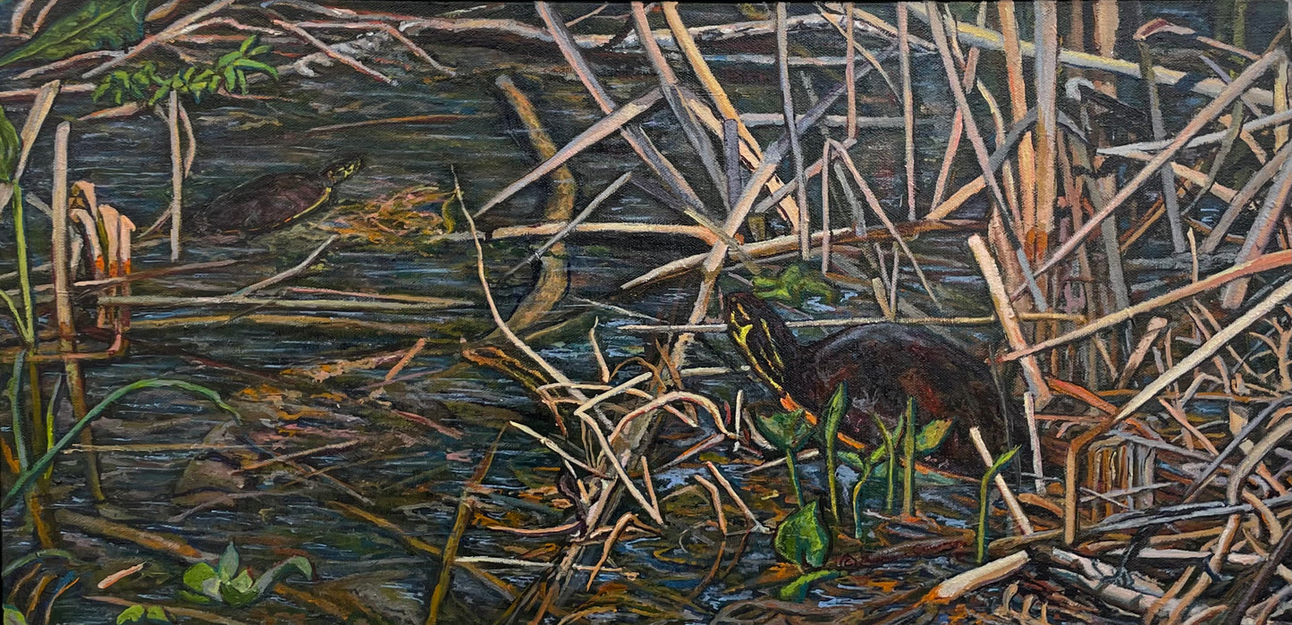 Painted Turtles by Lynden Cowan
