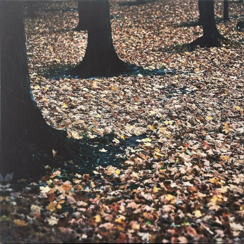 Rooted by EC Munson