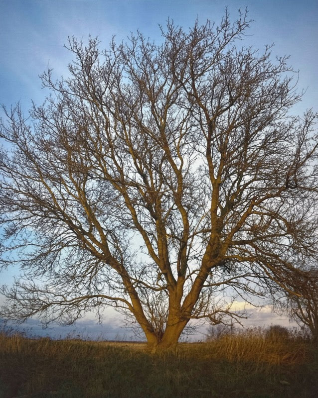 Burnished Splendour by EC Munson