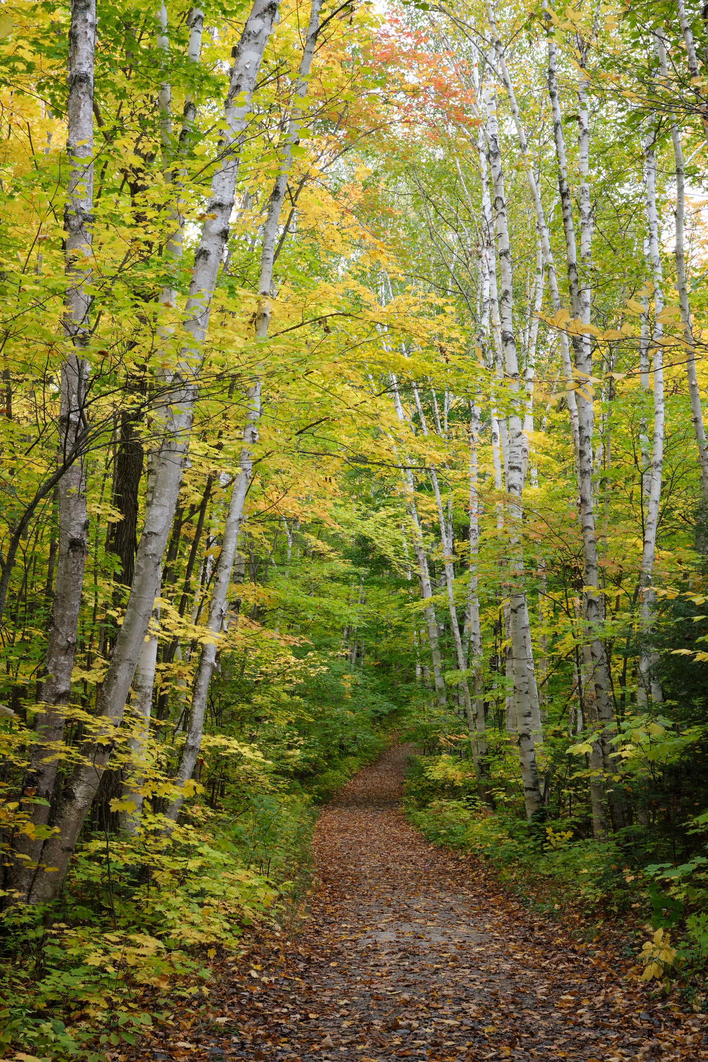 Sendero de abedules de Stuart David