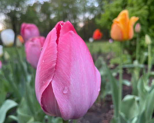 Whisper of Dawn by Grace - Kids Juried Art Show