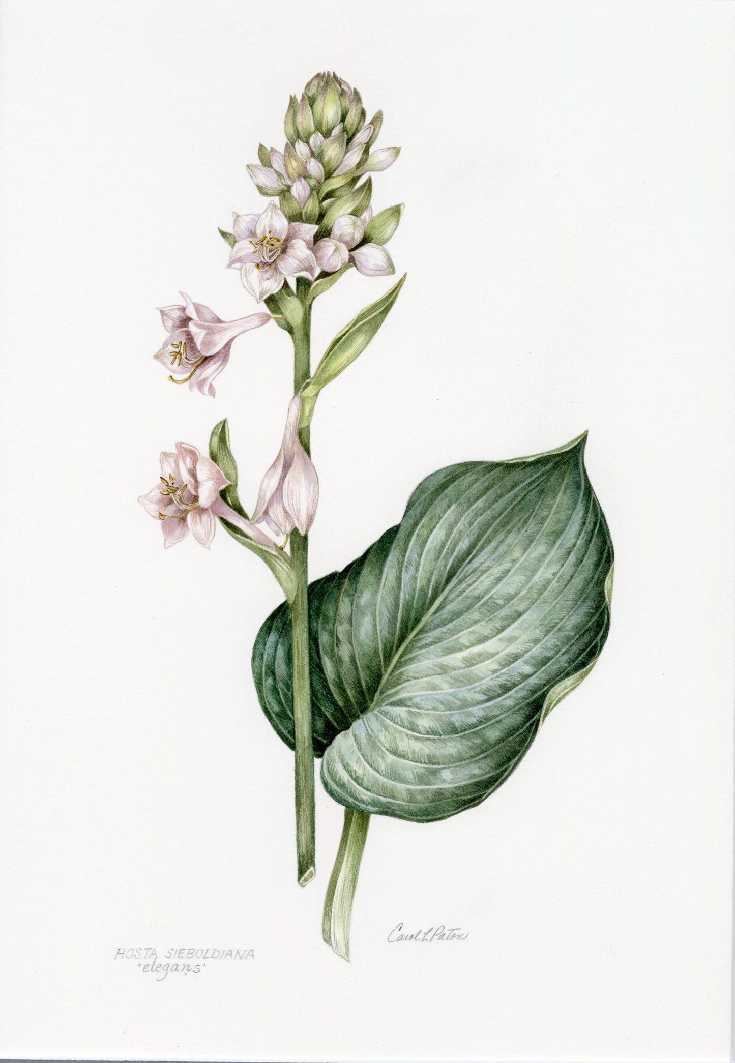 Hosta by Carol Paton - SOLD