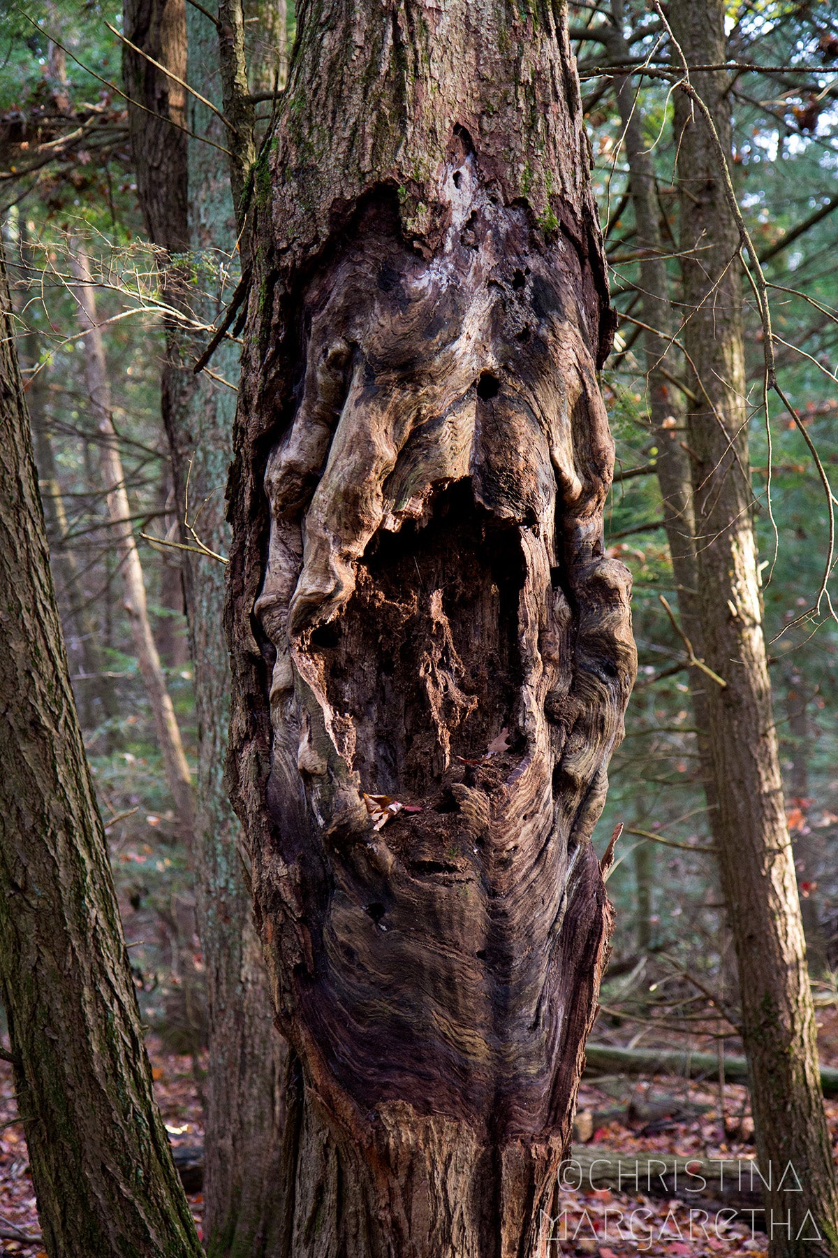 Crone Tree: A Monstrous Beauty by Christina Margaretha