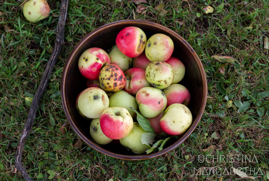 Bowl of Apples by Christina Margaretha
