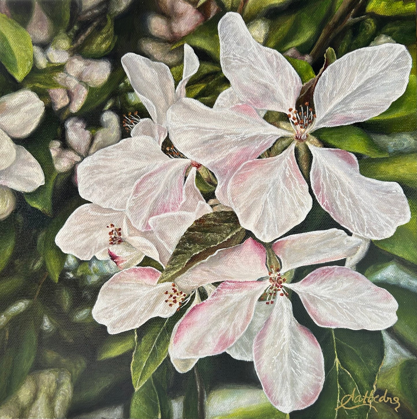 Apple Blossoms by Susie Cattedra