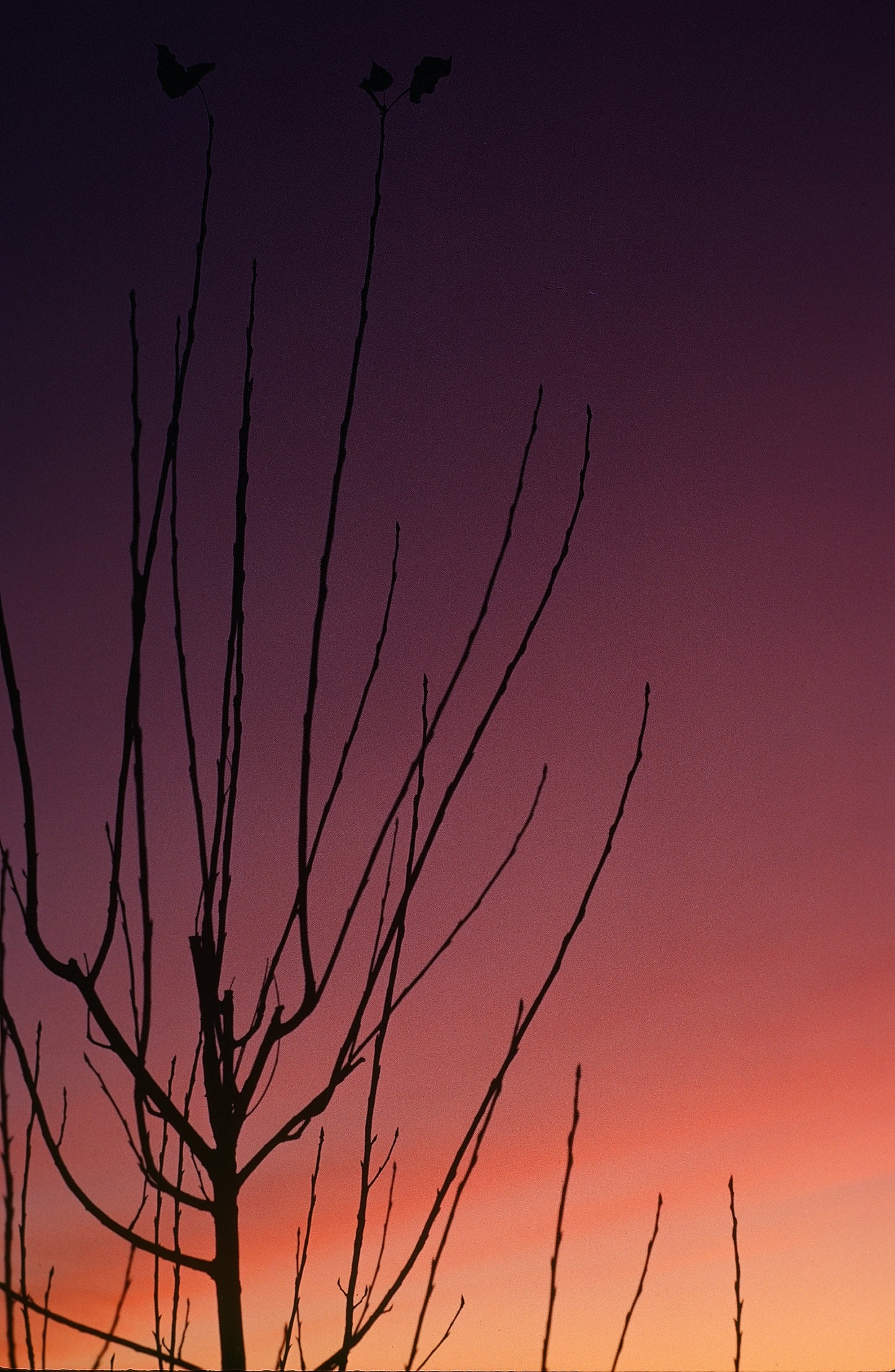 Crimson Glory by EC Munson
