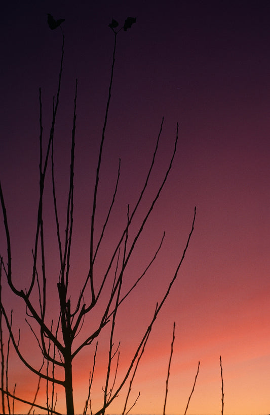 Crimson Glory by EC Munson