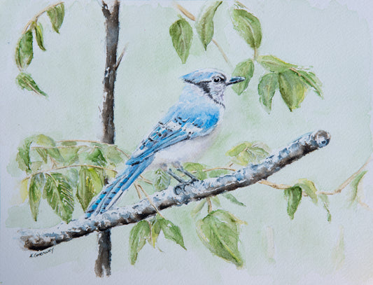 Perched Blue Jay by Kate Greenway