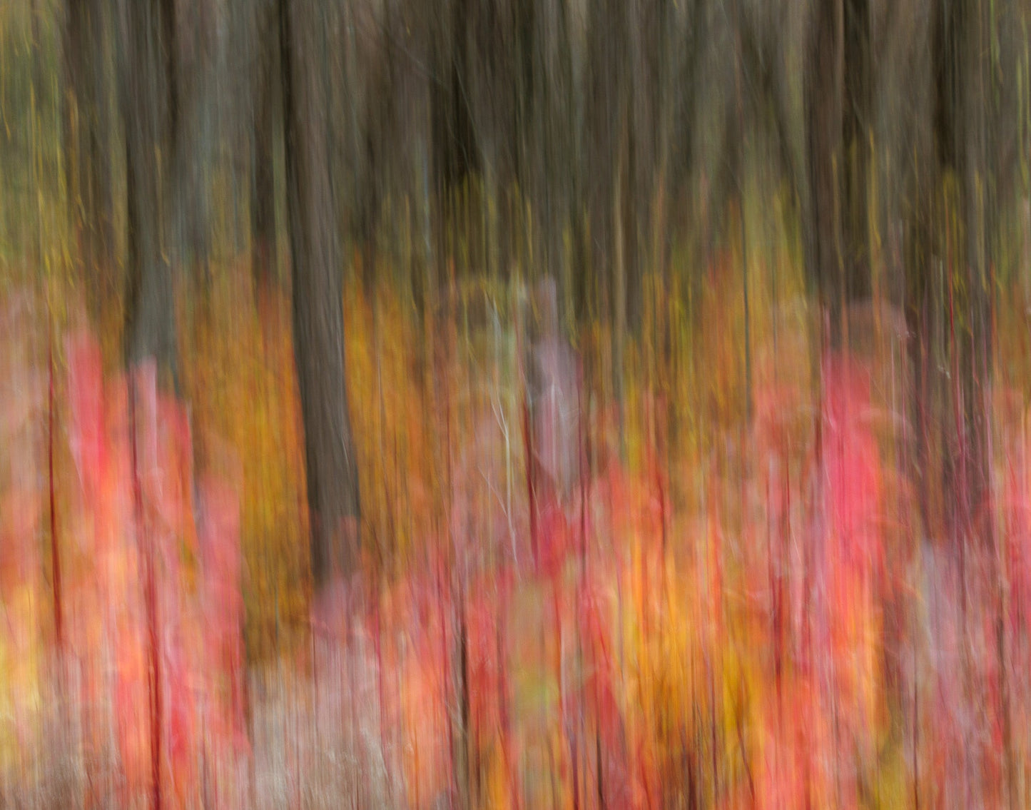 Red Forest by Jean-Maurice Cormier