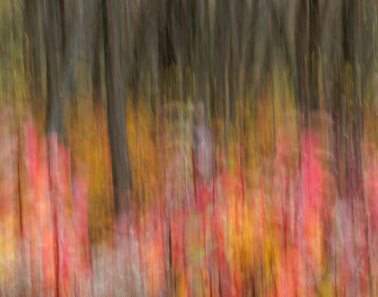 Red Forest by Jean-Maurice Cormier