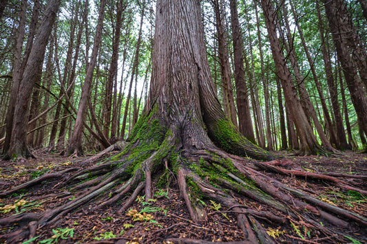 Roots by Stuart David