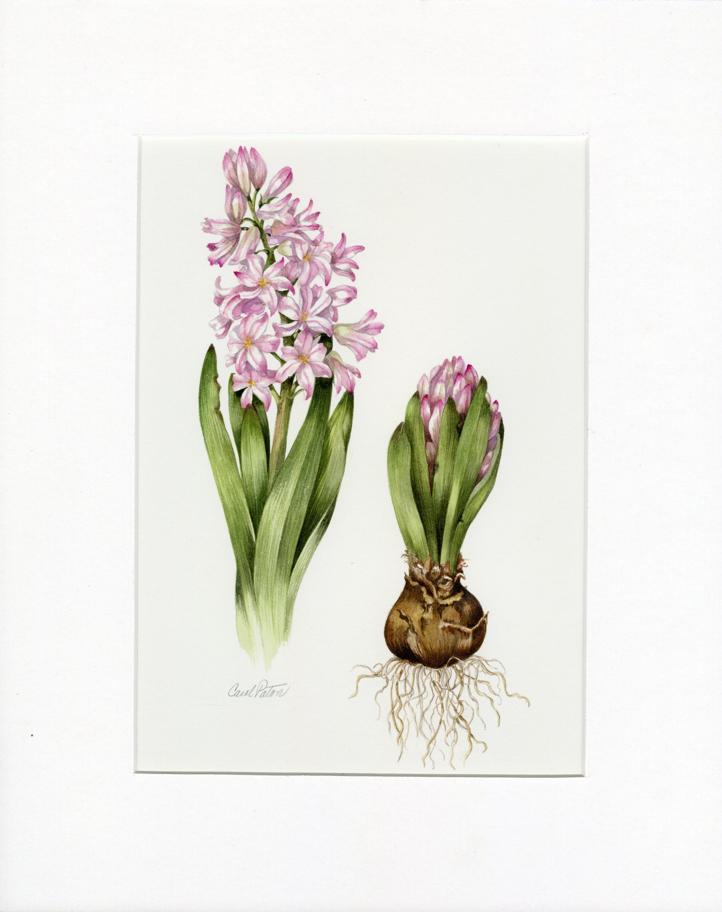Hyacinth by Carol Paton