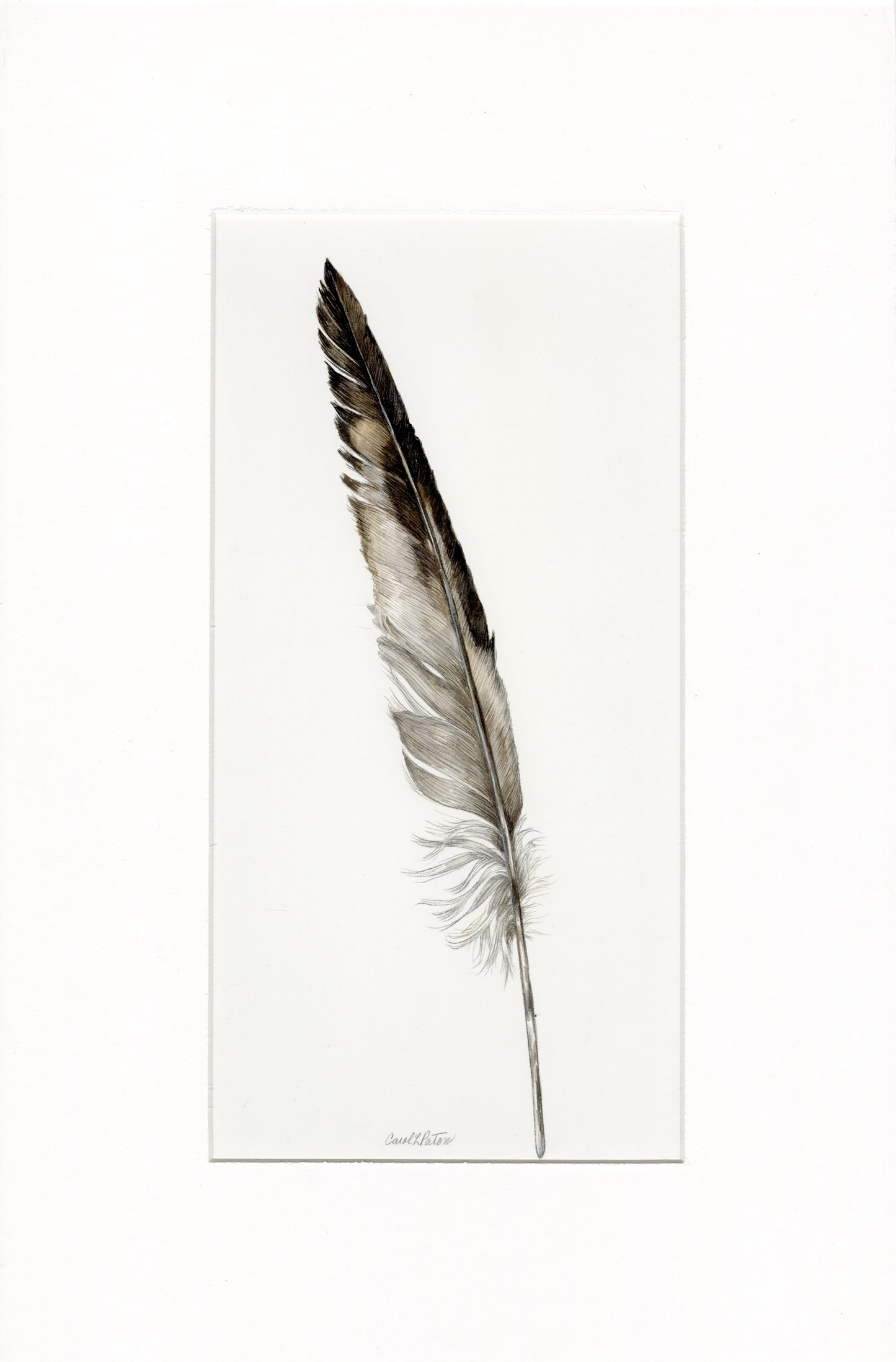 Gull Feather by Carol Paton - SOLD