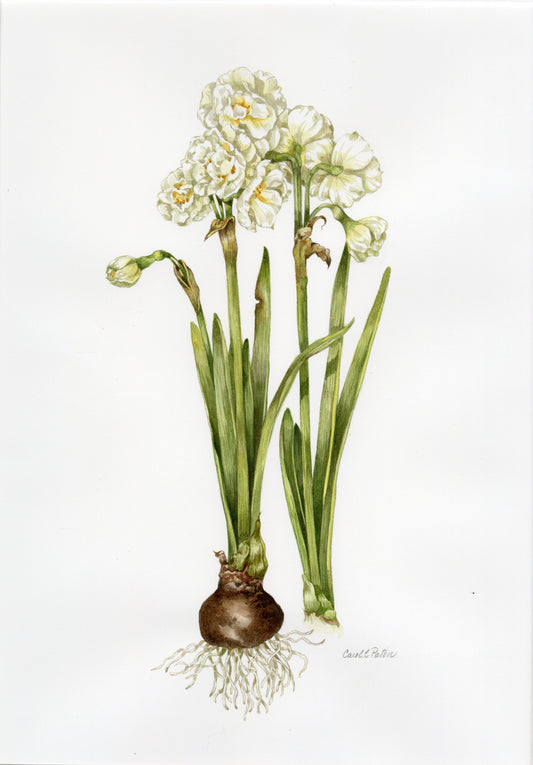 Narcissus by Carol Paton