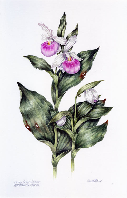 Lady's Slipper by Carol Paton