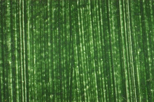 Kama Brentonico Green Earth Oil Paint