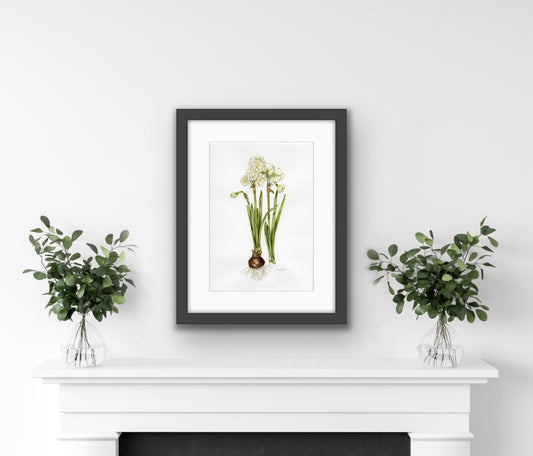 Narcissus by Carol Paton