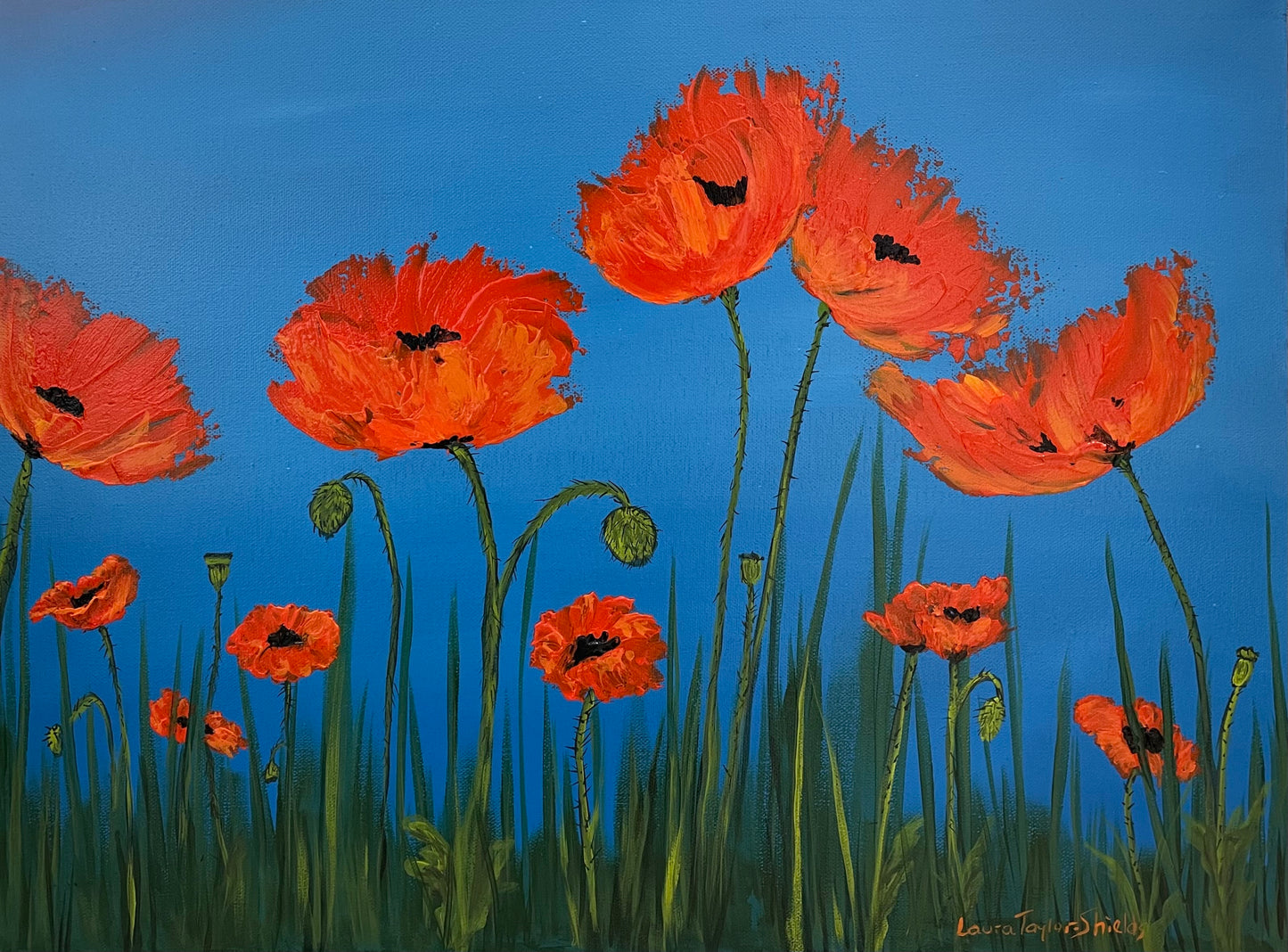 Poppies by Laura Taylor-Shields